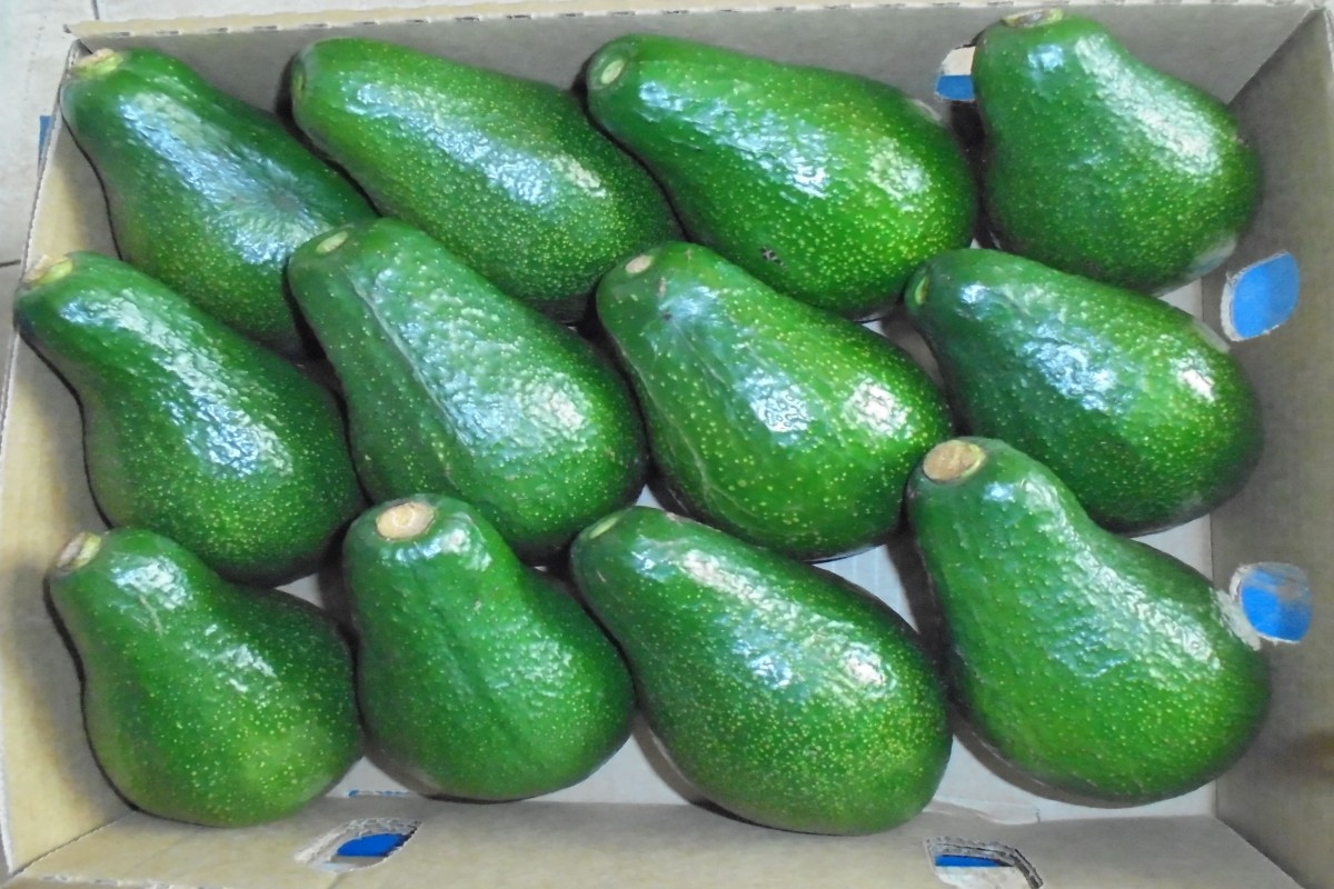 Abacate Jumbo from Quénia